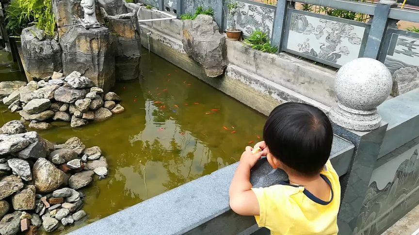 把西瓜扔鱼塘喂鱼,把西瓜扔鱼塘喂鱼好吗