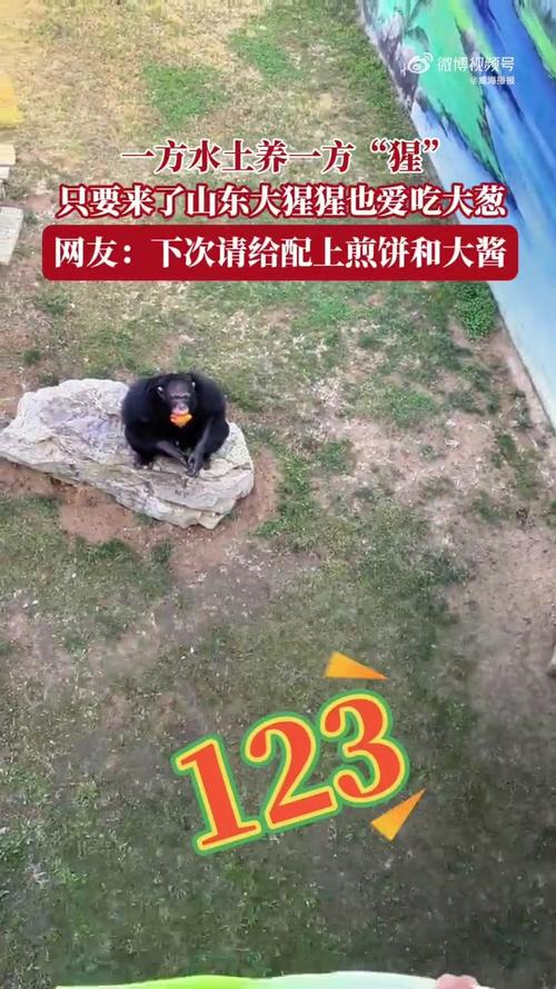 被大猩猩反向投喂,被大猩猩反向投喂怎么办